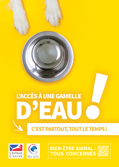 Le chien et l'eau