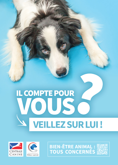 Veillez au bien-être de votre chien