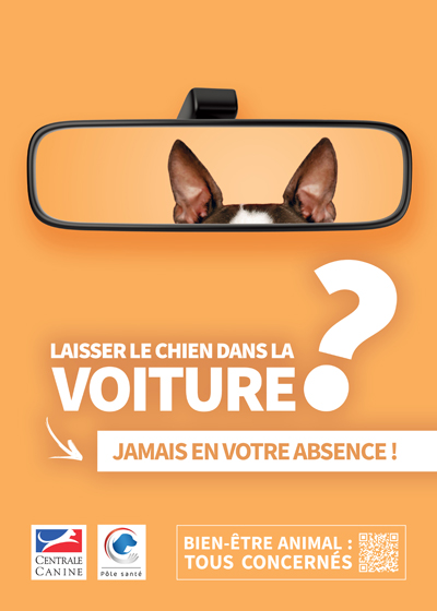 Le chien en voiture