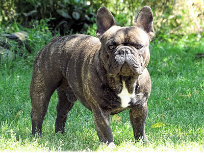 Mister T du Domaine de Lotuline