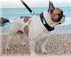 Mme BOSSIS Marie-France (prop.)