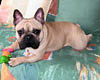 Mme CHAUSSIDON Chantal (prop.)