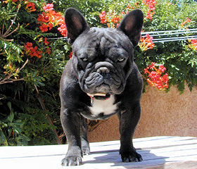 Chaun de la Bastide Saint-Pierre