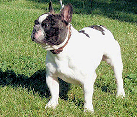 Columbo du Roc Gris