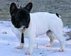 M. FIGORITO Michel / Mme ROUVIER Christine (prod./prop.)