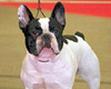 Mme DEPREZ LAFUSTE Peggy (prop.)
