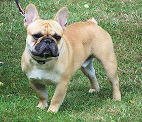 Elmer du Domaine des Boulda&eacute;