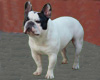 M. CANATO Bruno (prop.)