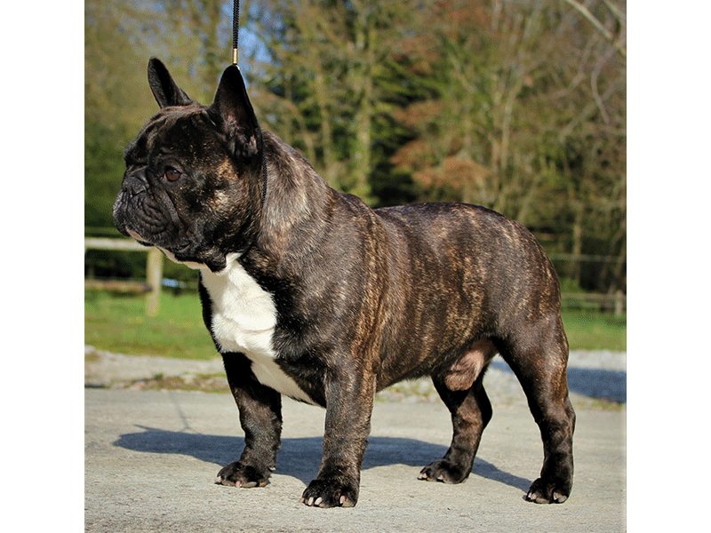 O’Neil des Cimes de Mesz’Amours