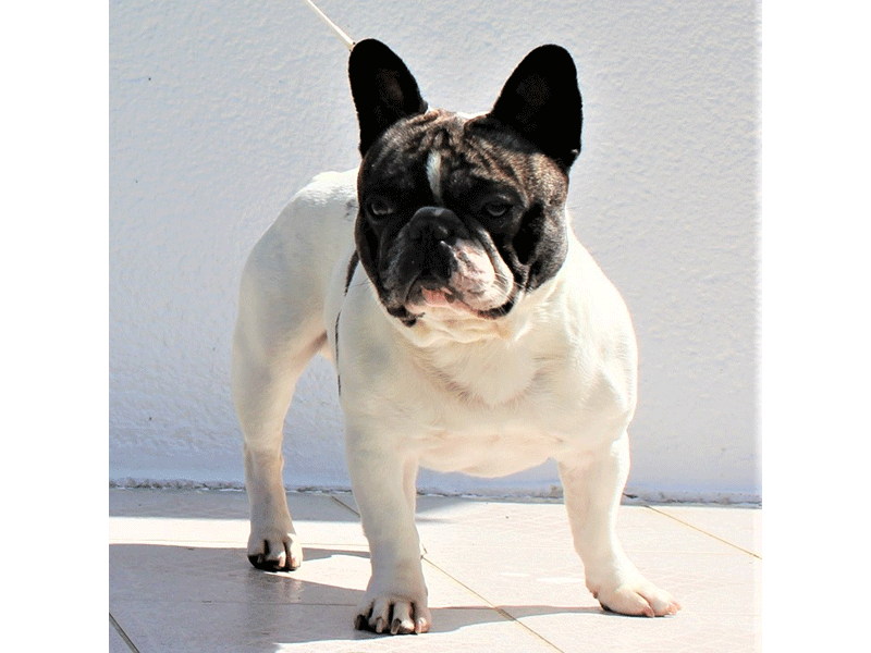 Prince Harry des Cimes de Mesz’Amours