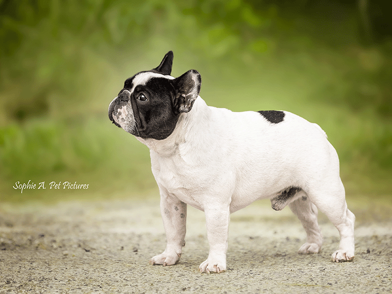 Tapis Rouge du Val de Capsil
