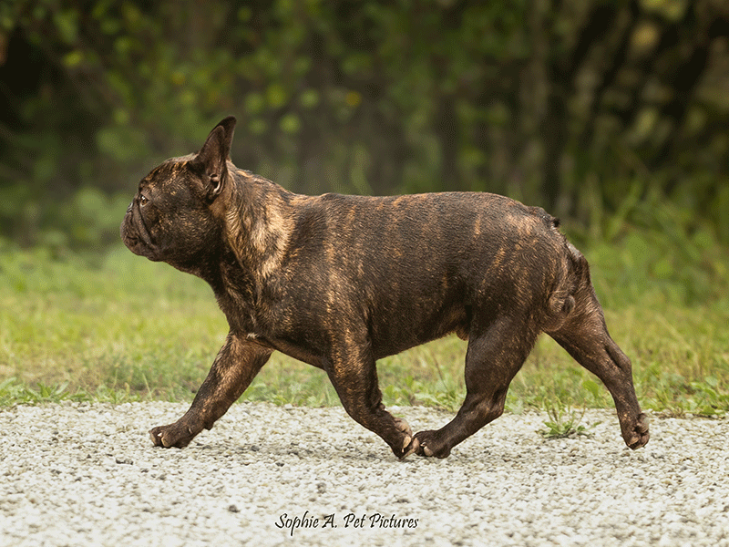 Vauban des Boules Aux Mil Facettes