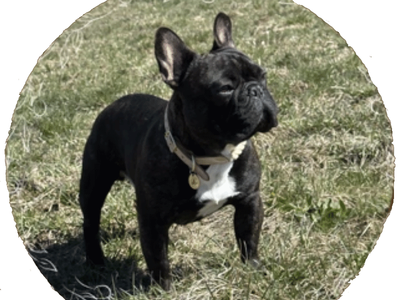 Vogue Ninja de l’Empire des Helll’s