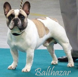 Balto