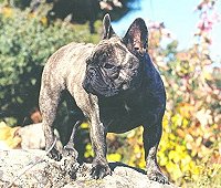 Can/Am CH. Platinum Belboulecan Babalou