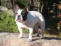 Can/Am CH.  Blissbull Belboulecan Fernando