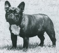 Can/Am CH.  Belboulecan Hungaria Zsa Zsa