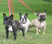 Zkylark, Fernando et Kochia de retour de la NE  Am&eacute;ricaine 2006