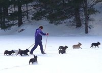 Ballade hivernale avec les bouledogues