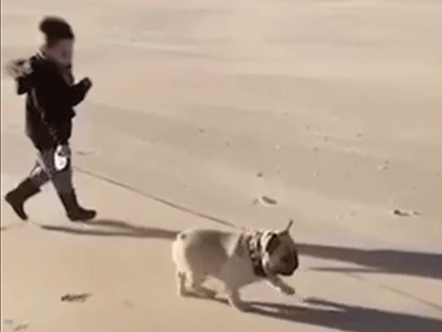 Un bouledogue français à la plage