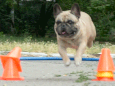 Un bouledogue français s'entraîne à l'agility