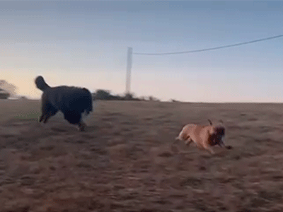 Un bouledogue et un dogue du Tibet jouant ensemble