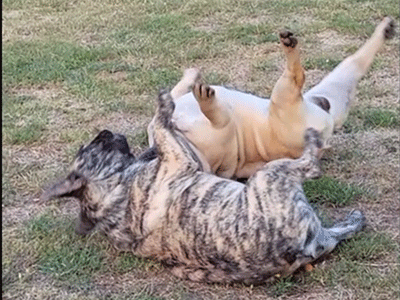 Deux bouledogues français chahutant