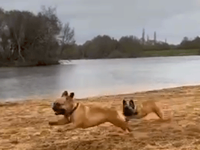 Deux bouledogues jouant