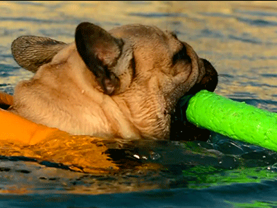 Un bouledogue français fait de la natation