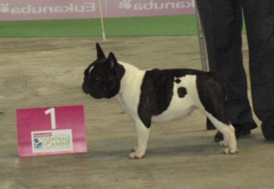Championnat 2013. Gel&eacute;e Royale du Jardin des Gourmandises
