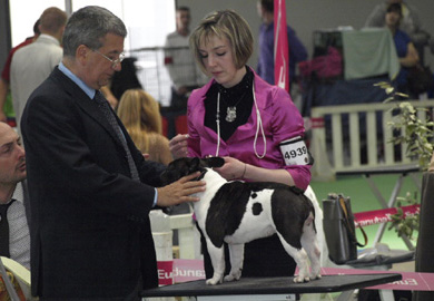 Championnat 2013. Le juge : M. Alberto CUCCILLATO