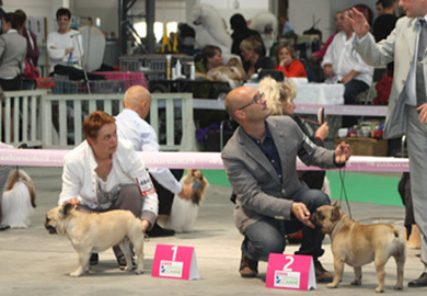 Championnat 2013 : Classe Ouverte - M&acirc;les Fauve