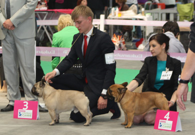 Chamionnat 2013 : Classe Ouverte - M&acirc;les Fauve