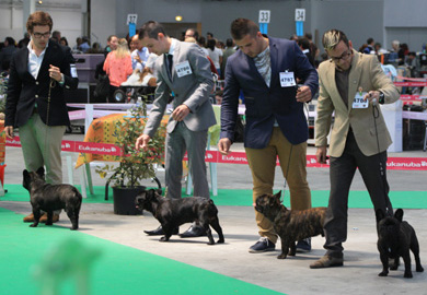 Championnat 2013 : Classe Puppy - M&acirc;les Bring&eacute;s